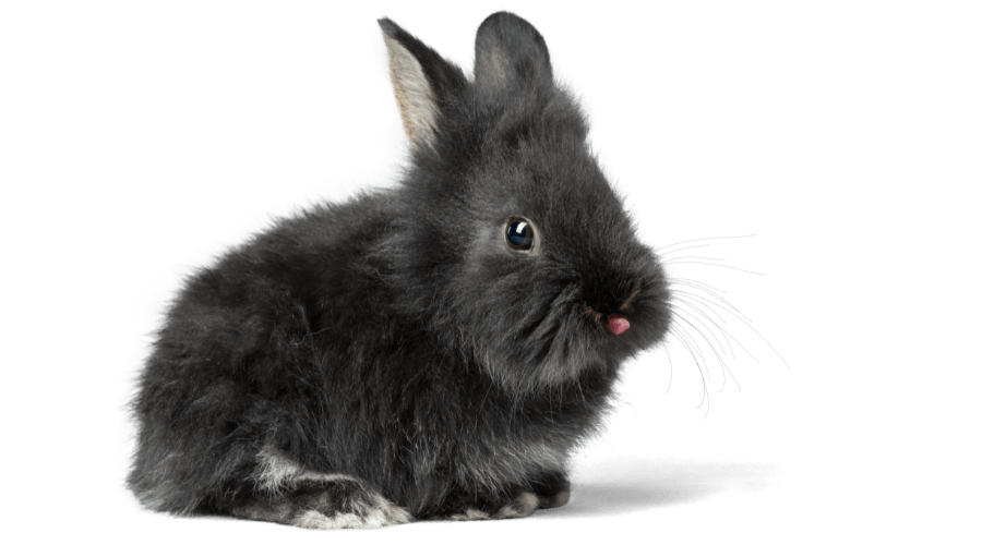 Hamster1