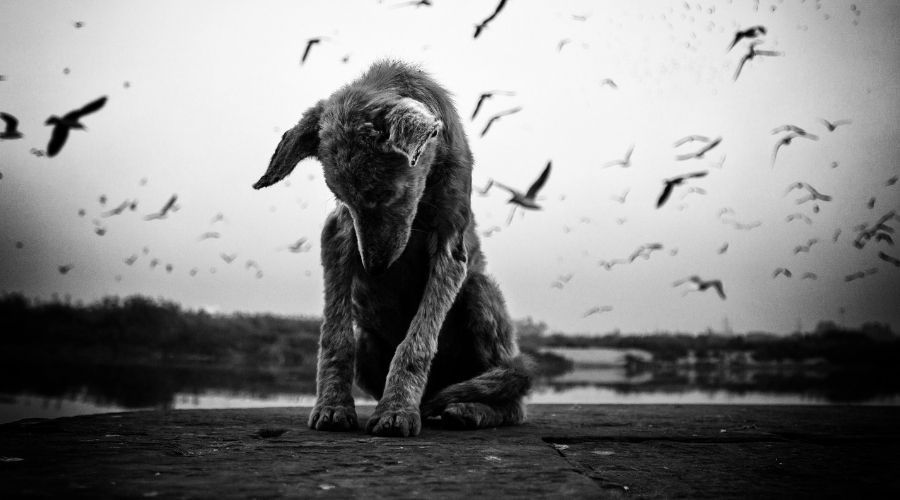protectoras animal abandonado