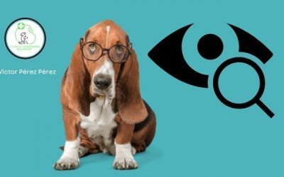 Consulta oftalmológica mascotas