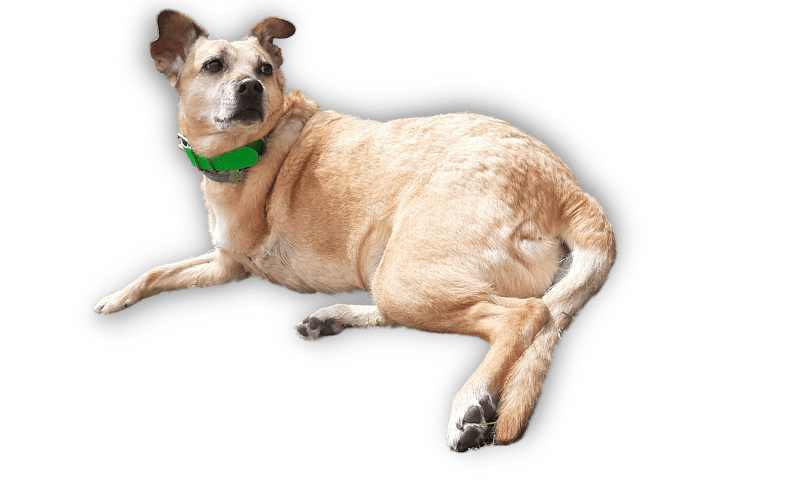 perrito tumbado veterinario Rocafort
