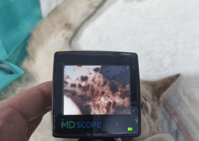 OTOSCOPIO